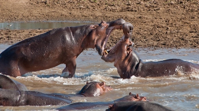 De Luangwa rivier heeft eind oktober zo'n beetje de laagste waterstand. De regens beginnen meestal in november. De hippo's moeten zich met zijn allen (deze groep had een grootte van zo'n 200 stuks) in een klein stukje ondiep water vermaken. Dat leidt nog al eens tot wat onderlinge ruzies en onenigheden. Deze twee waren al een tijdje onrustig. Toen we na ruim een uur observeren wegliepen hoorden we achter ons opeens veel kabaal. Ik kon nog net aanleggen en enkele foto' s schieten.