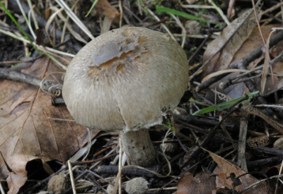 In het fraaie Leuvenumse bos met veel paddo's trof ik deze grijze paddo aan ik weet helaas niet welk soort het hier betreft. Wie kan helpen.