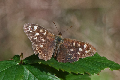 Aan de bosrand waren twee zandoogjes een het spelen waarbij er n steeds op hetzelfde blad ging zitten uitrusten. De vleugels zien er duidelijk gebruikt uit, op de linkervleugel ontbreekt een stukje.