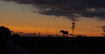 BELS IN WEEMOED
Na talloze hoosbuien tijdens een wandeling door wildernis, weelde en weemoed werd het tegen de avond warempel droog en was het licht prachtig door alle vocht in de lucht. Hier een Bels op de dijk bij Weemoed.