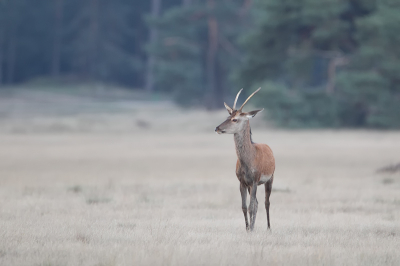 nog een door de foto's van de hoge veluwe gebladerd, en deze foto sprak me wel aan, het lijkt net een antilope op een of andere afrikaanse vlakte.
doet mij niet direct aan de burlende herten denken