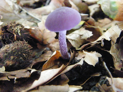 Zonnige middag in het bos aan de rand van de heide van Exloo