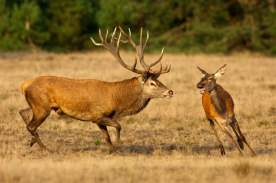 Gemaakt langs de wildbaanweg op de bekende plek. Het plaatshert was druk aan het drijven. hert en hinde passen maar net in beeld, de kop van de hinde en de uitstekende tong van het hert maken voor mij dit beeld.