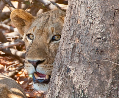 Oktober 2008 was een geweldige ervaring in het South Luangwa National Park. In 3 dagen tijd 36 leeuwen gezien! Deze jongedame was onderdeel van een groep van 9 leeuwen. We zagen ze plotseling liggen op ongeveer 200 meter van ons kamp. Later die avond heb ik nog een van de leeuwinnen achter onze hut gezien toen ik net onder de douche uitkwam. Als je haar zo ziet kijken heeft ze wel iets vriendelijks en nieuwsgierigs. De boom opzettelijk vol in beeld gelaten omdat ik dat mooi vond.