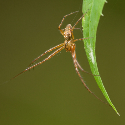 Tussen de buien door een beetje door het hoge gras gelopen (natte voeten !). Er was door de regen natuurlijk niet veel te vinden dus ik was heel blij met deze herfstspin.