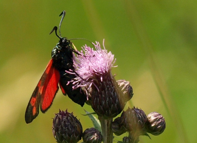 nog eentje uit het archief.Leuk bezig met een bloem