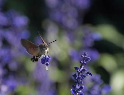 Dacht eerst dat de camera kapot was toen ik dit zag. Maar het is toch gewoon een bloempje dat aan zijn tong is blijven haken van de bloem voor hem.