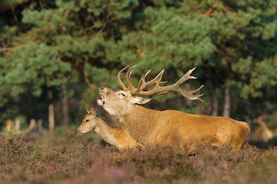 Een Hinde had zich stiekem van de rest afgezonderd, maar werd al snel weer terug geroepen door haar vent, en dat werd haar ook duidelijk verteld. Foto Dick.