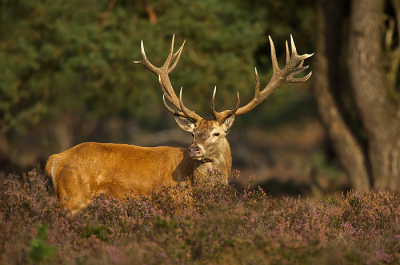 Het plaatshert poseert mooi in het licht van de ondergaande zon. Ondanks de enorme drukte langs de wildbaanweg gaan de dieren inmiddels gewoon hun gang.