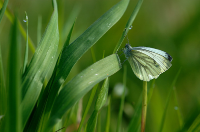 Dit witje zat op te warmen in de zon, met de camera laag bij de grond een standpunt gekozen zodat de vorm van de grassprieten naar de vlinder leid en de vlinder mooi hoog op de poten, los van de grasspriet staat