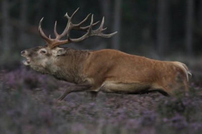 Eerste foto Nederpix, plaatshert verjaagd spitser.