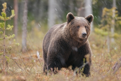 In 2009 heb ik een maand mogen genieten van de Finse natuur. De omstandigheden waren ideaal voor de mooie plaatjes: Gedempt licht, sneeuwval (in juni!) en een mooie grote beer die mee wilde werken. Denk er nog vaak aan terug....