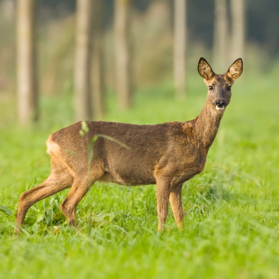 Deze prachtige Reegeit kwam samen met twee reetjes langzaam vanuit het veld naar de weg toe lopen, waar ik stond met mijn mobiele kijkhut. In de berm bleef ze even stilstaan en keek aandachtig mijn kant op...
