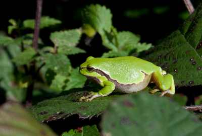 18.0 - 55.0 mm lens  f/3.5 - 5.6 Nikon D3000 uit de hand automatische instelling