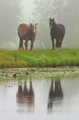 Op een mistige morgen op de fiets gesprongen om hier en daar eens wat te kieken. Onderweg kwam ik dit tafereeltje tegen.
