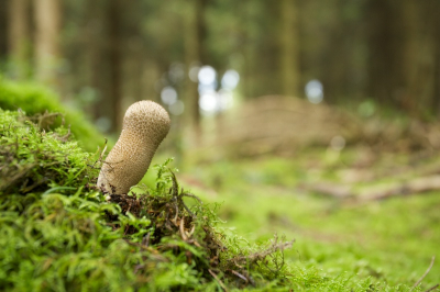 Deze paddo vond ik in een bos groeiend op een oude stam, wie weet welke?