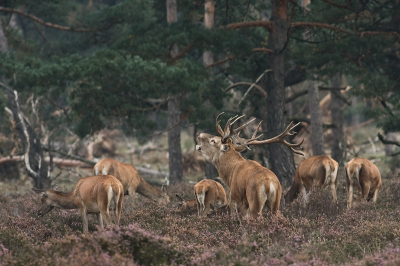Ook ik kon de verleiding niet weerstaan en  ben ook naar de Wildbaanweg geweest.
Ik heb gekozen voor deze foto van de  plaats hert met zijn roedel in een natuurlijke omgeving.

Groet, Peter duijndam