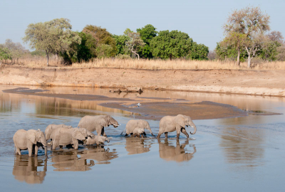 De Luangwa rivier is altijd prachtig om te zien, zeker met een familie olifanten erin. Ik kon er redelijk dichtbij komen (56mm) en heb ruim een kwartier van het schouwspel kunnen genieten. Voor de precieze observeerders: hoeveel olifanten staan er op de foto? Verder ook nog 2 nijlganzen en een blauwe reiger om het plaatje compleet te maken.