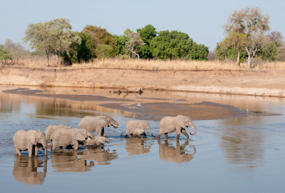 De Luangwa rivier is altijd prachtig om te zien, zeker met een familie olifanten erin. Ik kon er redelijk dichtbij komen (56mm) en heb ruim een kwartier van het schouwspel kunnen genieten. Voor de precieze observeerders: hoeveel olifanten staan er op de foto? Verder ook nog 2 nijlganzen en een blauwe reiger om het plaatje compleet te maken.