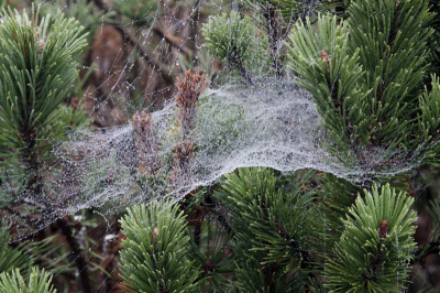 vanmorgen tijdens hond uitlaten veel spinneweb in struik en heesters gezien ,en een reden om terug naarhuis en de camera op te halen