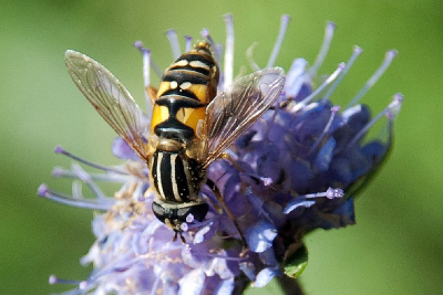 Tijdens het fotograferen van bloeiende beemdkroon aan de rand van de sloot ging deze vlieg plotseling op een bloem zitten en liet zich al wandelend uitgebreid fotograferen. Omdat ik fotografeerde met 18-200 was een flinke crop (80%) nodig voor een mooie compositie.