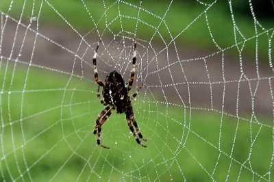 Helaas had ik de macro lens niet bij mij tijdens deze fietstocht. Dus moest kiezen tussen de groothoek of een telelens. Heb ik maar voor de groothoek, de 10-24 van Tamron gekozen en los uit de hand want had geen statief bij mij.