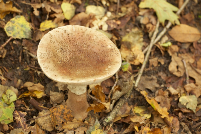 Deze grote paddo groeide onder wat naaldbomen? langs de kant van een zandpad. Is er hier wat van te maken?