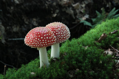 Als een tweeling stonden ze daar, op de helling bij een klein slootje in het bos