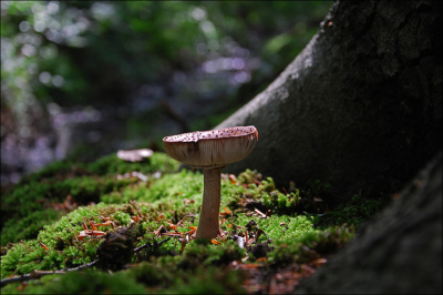 Speciaal op zoek gegaan naar paddenstoelen vanwege het uitstekende paddenstoelen weer.