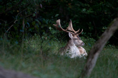 Deze opname is uit de hand gemaakt met een Nikon 5000 met een Sigma 50-500 op maximale telestand