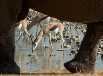 Ik zocht nog een mooie lijst om de springbok heen. Het was lastig timen, maar na een tijdje wachten lukte me het om de goede hoek te vinden.