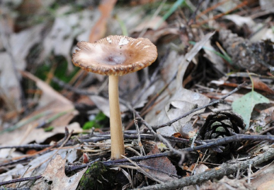 In het paddestoelenrijke Horsterwold trof ik dez mij onbekende paddestoel aan . Wie kan info geven over de juiste naam van deze schoonheid.