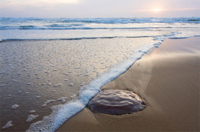 Tijdens een avond wandeling langs het strand zag ik deze eenzame Kwal liggen, op zich niets bijzonders maar door de aparte branding die diagonaal op de Kwal afkwam vindt de foto toch wel grappig.