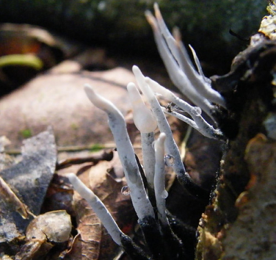 Zonnige dag in het bos van Emmermeer. 
Ik vind dit zelf een mooie foto omdat je er een paar druppels op ziet.