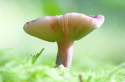 Tijdens workshop 'paddestoelen'
Redelijk weer, af en toe zon, af en toe regen