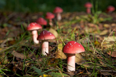 Heemtuin Delft vlak bij een groep berken.
Ze staan in een kring.