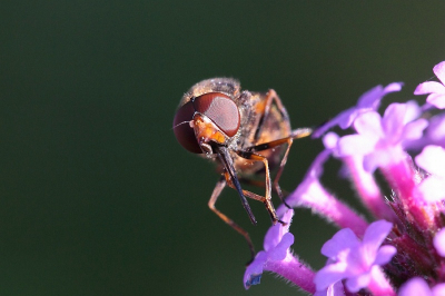 bij de buren in de tun mijn nieuwe 5d mark 2 geprobeerd met een sigma  150 mm 2.8 macro lens, met statief , geen zon en veel bloemen, dit beestje is ongeveer 7 mm lang en mij onbekend