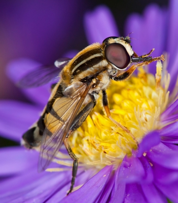 Ondanks dat de herfst al zwaar aan de deur rammelt, vliegen er bij mij in de tuin nog opvallend veel zweefvliegen rond die zich tegoed doen aan de herftsasters.
