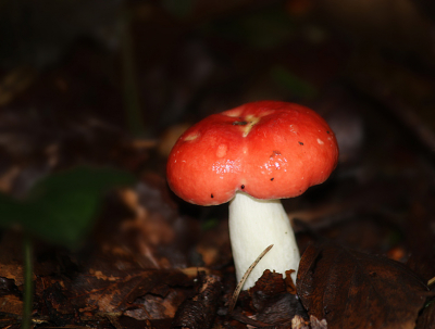 Deze foto heb ik gemaakt in een van de bossen in oostvoorne. Deze stond eenzaam tussen de bomen