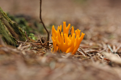 Tijdens workshop Paddestoelen Horsterwold, opdracht lichtreflectie.