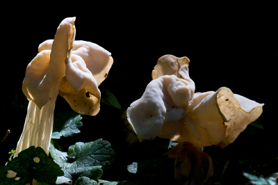 Deze paddestoel groeit in een vochtig loofbosje dat hoofzakelijk uit oude Essen en Eiken bestaat, de grond bestaat uit klei grond.