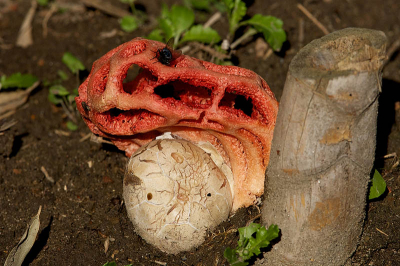 Veel zon.
Had alleen de 300 F2.8 L bij me en kon zodoende toch op 2.5 meter afstand werken.
Ik kon maar uit 1 positie werken daar er meerder obstakels stonden en ik ook niet de grond mocht betreden.