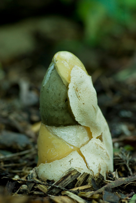 Er waren veel eieren te vinden in de heemtuin, deze was net bezig uit te komen. Ik heb hem van verschillende kanten gefotografeerd en vond deze het beste uit de verf (ei) komen... Vertikaal vanaf statief met zelfontspanner, raw naar jpeg. Iets opgelicht, geen crop, verkleind en verscherpt.
@ Hans Adema, ik ben geen sparreveertje tegengekomen, ook nog gezocht naar de zwam met guttatiedruppels, maar kon hem niet meer terugvinden helaas.