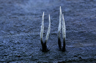 Weer of geen weer, seizoen of niet, er is altijd wel iets te vinden in het bos. Al zijn de Geweizwammetjes nog niet op volle sterkte, grappig zijn ze al wel. Meer paddo's op www.bartfotografie.eu