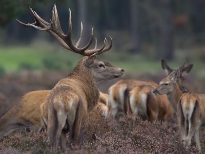 Al 3 jaar wilde ik een keer de hertenbronst gaan bekijken op de Hoge Veluwe. Het kwam er telkens maar niet van. Vandaag met vrouwlief en dochter alsnog daarheen gereden en hoewel de dieren niet echt iets deden hadden we het geluk dat ze als groep toch heel even in de buurt kwamen. Snel daarna werd het ISO 1600 weer :-(