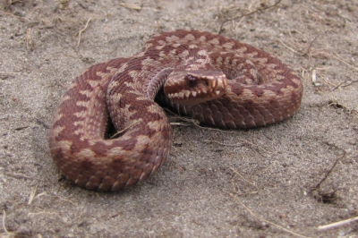 Tijdens fotoworkshop Edelherten op de Hoge Veluwe zagen we eind van de middag deze jonge adder, zo'n 50 cm lang.