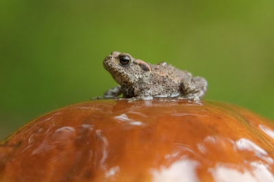Dit Eekhoornstjes brood voelde aan als een comfortabele stoel voor deze kleine pad. Meer paddo's op www.bartfotografie.eu
