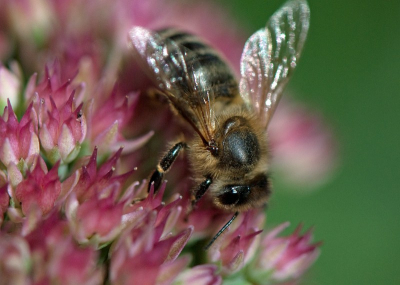 Omdat ik de afgelopen dagen in het veen door horden muggen ben aangevallen vandaag maar in de eigen tuin op jacht geweest. Op de sedum scharrelden wat bijen rond. Dit resultaat sprak me het meest aan.