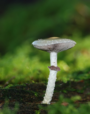 Op dood hout van, en onder wat fijnsparren een tiental van deze mooie groenen gevonden. Mooi is te zien dat oudere exemplaren groengeel verkleuren.
Iso 200, 1/60. F3,5