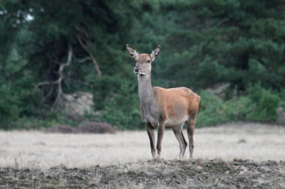 Gemaakt tijdens de fotoworkshop edelhertenbronst op de Hoge Veluwe. Fors bewolkt weer, weinig mogelijkheden om te spelen met instellingen.